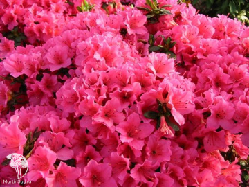 Фото Рододендрон тупой Михико / Гейша Дункельроза