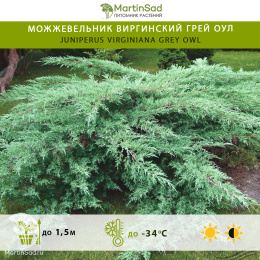 Можжевельник виргинский Грей оул