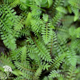 Лептинелла лапчатковая