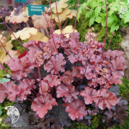 Гейхера гибридная Махагон