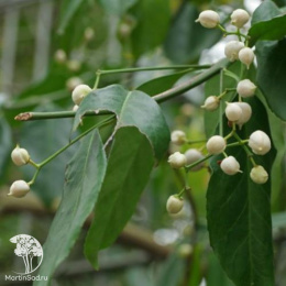 Бересклет европейский Альба на штамбе