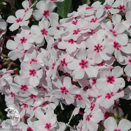 Флокс метельчатый Флэйм Вайт Ай