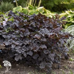 Астильба Арендса Дарк Сайд оф зе Мун