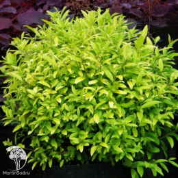 Бирючина обыкновенная Ауреум