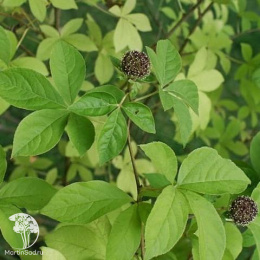 Элеутерокок колючий Эскулап