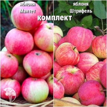 Фото Сверхвыгодный комплект! Яблоня Мантет + опылитель яблоня Штрифель