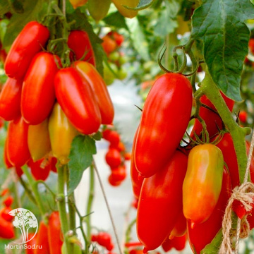 Фото Томат Дамский Каприз F1 ( 2-ной пак.)