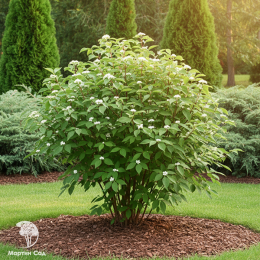 Дёрен белый (Cornus alba)