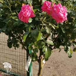 Роза флорибунда Берлебург на штамбе