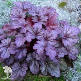 Сверхвыгодный микс! Гейхера Плам Рояль + Гейхера Шанхай + Гейхера Венус