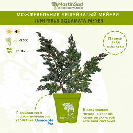 Можжевельник чешуйчатый Мейери