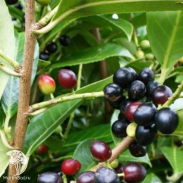 Лавровишня обыкновенная Генолия