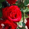 Роза плетистая Мессир Дельбар фото 3 