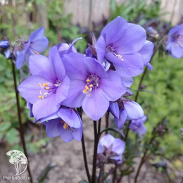 Синюха иезонская Пурпл Рэйн Стэйн