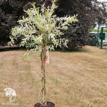 Фото Ива цельнолистная Хакуро-Нишики на штамбе в форме косички