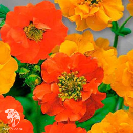 Гравилат чилийский Смесь окрасок