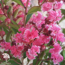  Лагерстремия индийская Берлингот Менте