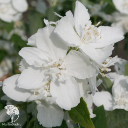 Чубушник Миссис Е.Л. Робинсон