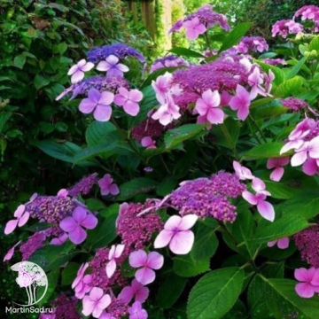 Фото Гортензия шершавая Розмари Фостер