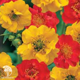 Гравилат чилийский Смесь окрасок