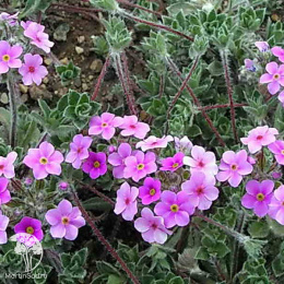 Проломник ветвистый