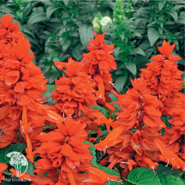 Сальвия Магический огонь