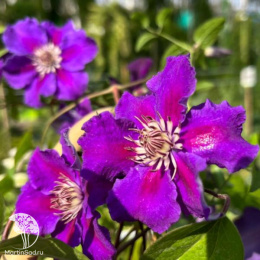 Клематис Ашва