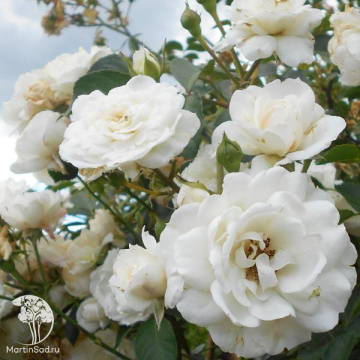 Фото Rosa 'White New Dawn' Роза вьющаяся Вайт Нью Даун (С-20, 4-5 лет, П/Т8/А/8)