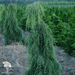 Тсуга канадская Пендула