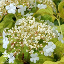 Калина гордовина Ауреа на штамбе