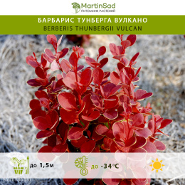 Барбарис тунберга Вулкано