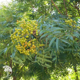 Рябина обыкновенная Улунг