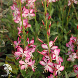 Гаура Линдхаймера Гамбит Роуз Биколор