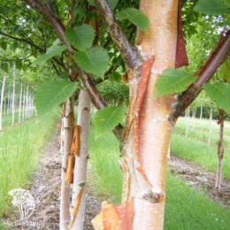 Берёза белокитайская Фасцинейшн