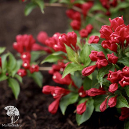 Вейгела Олл Саммер Ред