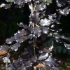 Бук лесной Тортуоса Пурпурея фото 1 