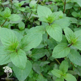 Мята Ментол