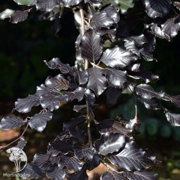 Бук лесной Тортуоса Пурпурея