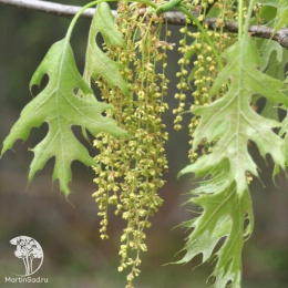 Дуб шарлаховый Quercus coccinea