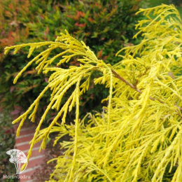  Кипарисовик горохоплодный Филифера Аурея