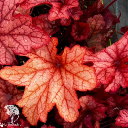 Гейхера Паприка