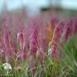 Мюленбергия волосовидная Руби