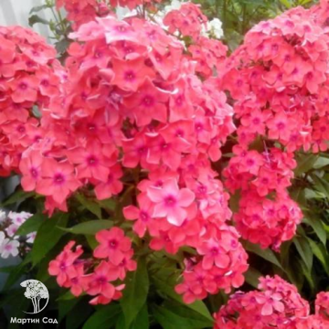 Фото Флокс метельчатый Земляничное суфле