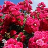 Rosa 'Excelsa' Роза плетистая Эксельза (4-5 лет, С-20, П/Т8/Б/7) фото 1 