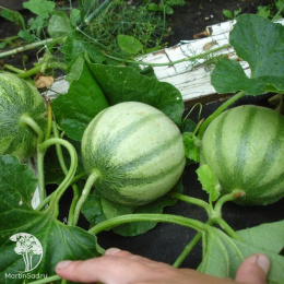 Дыня Блонди F1 15 шт. автор.