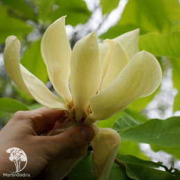 Магнолия трёхлепестная