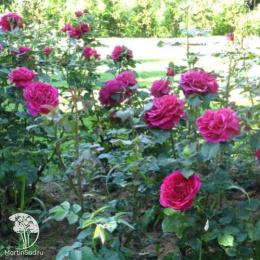 Роза Фишермэн'c Фрэнд