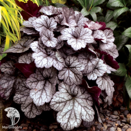 Сверхвыгодный микс! Гейхера Блэк Таффета + Гейхера Глитер + Гейхера Обсидиан