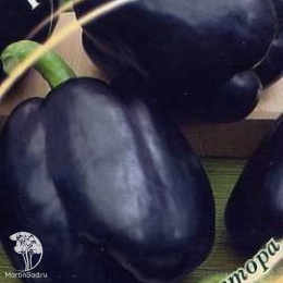 Перец Ночка F1 