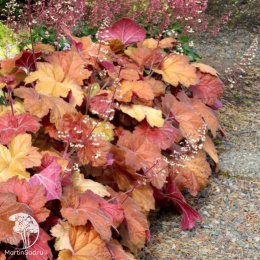 Гейхера Саузен Комфорт